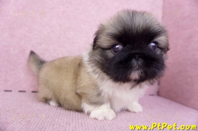 10/31松色北京狗公幼犬(新北新莊)1