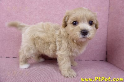 10/18馬爾泰迪母幼犬2號(南投竹山)4