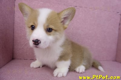 11/05雙色柯基犬公幼犬1號(高雄三民)10