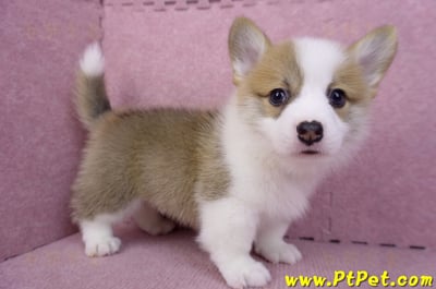 08/03雙色柯基犬公幼犬2號(屏東萬丹)6