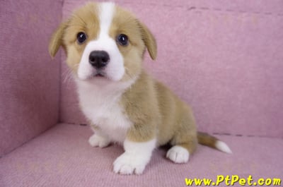 12/15雙色柯基犬母幼犬(桃園大園)10