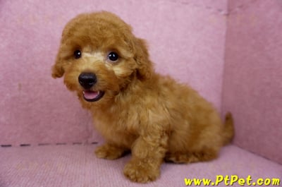 01/26紅貴賓公幼犬9