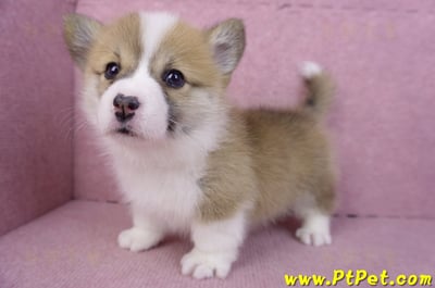 11/30雙色柯基犬母幼犬9