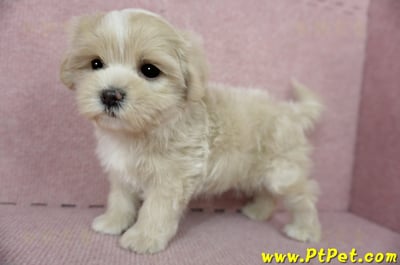 01/15奶油色馬爾泰迪 I 母幼犬(高雄新興)10