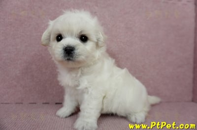 01/10奶白色馬爾泰迪公幼犬3號(屏東萬丹)17