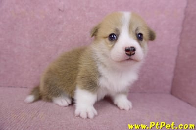 07/09雙色柯基犬母幼犬3