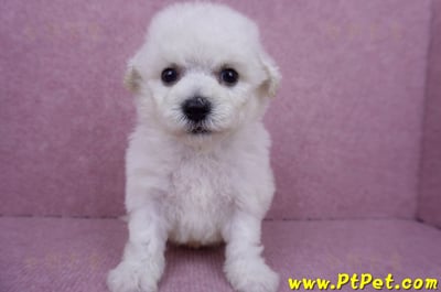 07/22比熊犬公幼犬3號(台北北投)2