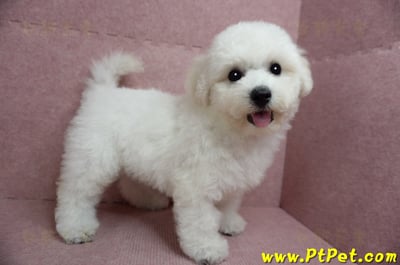 05/20比熊犬公幼犬1號(新北樹林)7