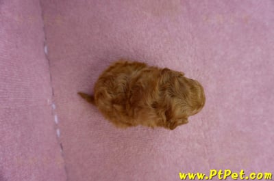 02/11紅貴賓公幼犬1號(新北五股)7