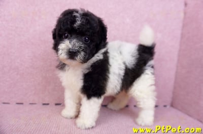 07/10迷你型花貴賓母幼犬2號(台南中西)10