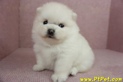 01/20迷你型松鼠白博美母幼犬(高雄鳳山)9