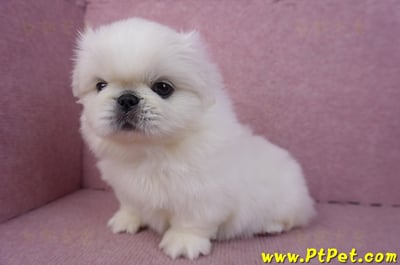 12/17北京狗公幼犬1號11