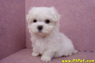 06/26迷你型馬爾濟斯公幼犬2號(高雄前金)8