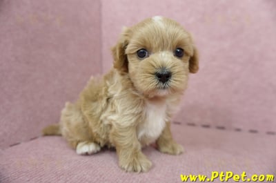 05/05奶油色馬爾泰迪公幼犬5號(屏東麟洛)6