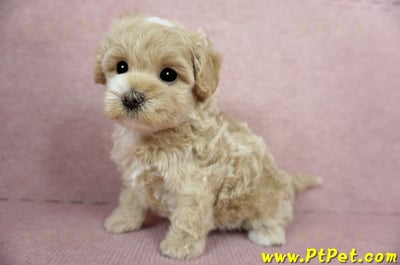 03/02馬爾泰迪母幼犬(桃園楊梅)11