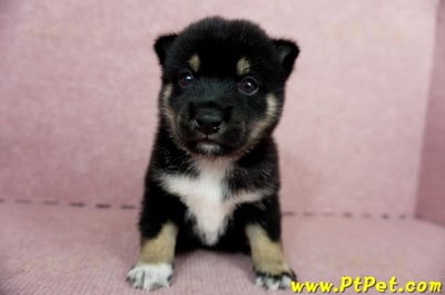 05/14黑色柴犬公幼犬(屏東市)1