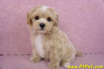 10/13馬爾泰迪公幼犬(桃園楊梅)12