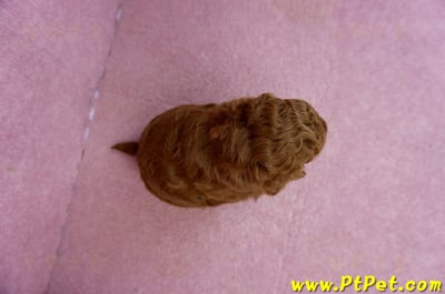 01/26紅貴賓公幼犬(新北深坑)7