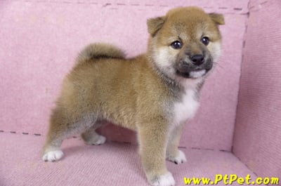 01/11赤色柴犬母幼犬1號(花蓮吉安)6