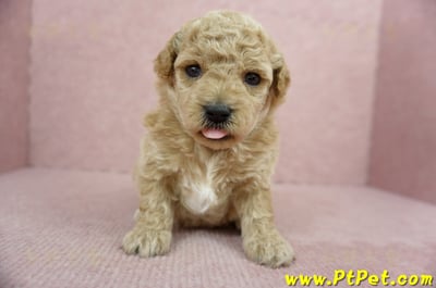 03/12泰迪比熊母幼犬1號(高雄三民)1