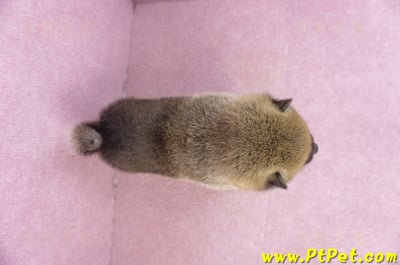 01/11赤色柴犬母幼犬2號7