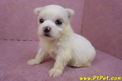 03/20馬爾濟斯母幼犬3號5