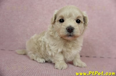 03/14奶油色馬爾泰迪母幼犬(新竹竹東)4