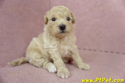 06/04泰迪比熊公幼犬2號(新北新莊)2