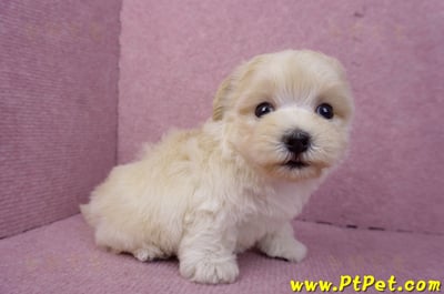 08/02奶油色馬爾泰迪公幼犬(桃園龍潭)7