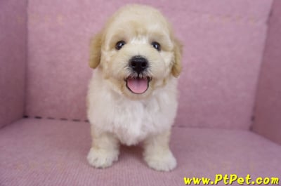 07/18泰迪比熊公幼犬3