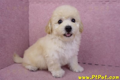 08/14泰迪比熊公幼犬(屏東內埔)6