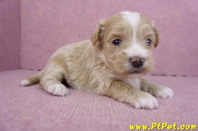 01/30馬爾泰迪公幼犬2號3