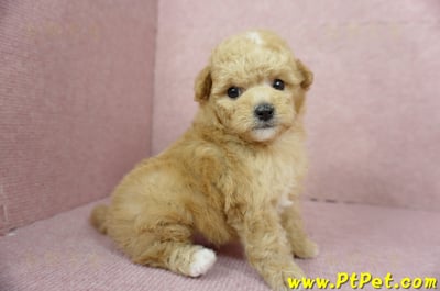 11/26迷你型奶油貴賓公幼犬2號(桃園中壢)5