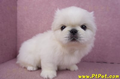 12/17北京狗公幼犬1號4