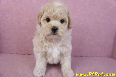 11/23馬爾泰迪公幼犬2號3