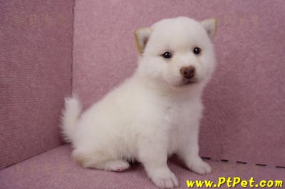 06/14白色柴犬公幼犬1號(屏東潮州)4