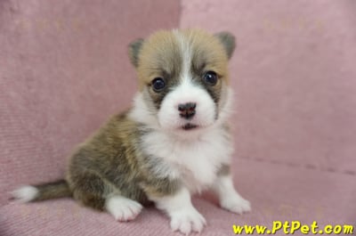 04/13雙色柯基犬母幼犬2號(台南東區)4