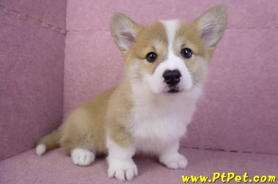 11/30雙色柯基犬母幼犬(屏東萬巒)5