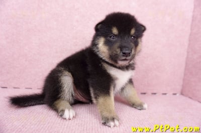 07/05黑色柴犬公幼犬2號(高雄岡山)3