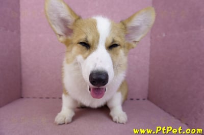 04/28雙色柯基犬公幼犬(屏東潮州)2