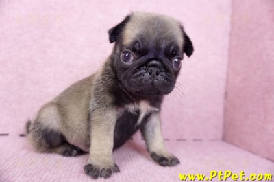 09/08巴哥公幼犬1號(新北樹林)4