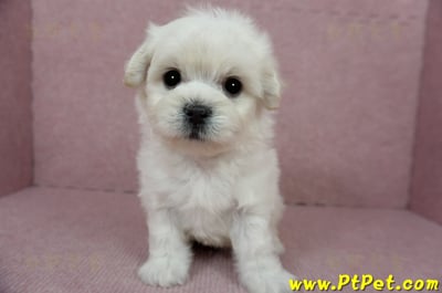 01/10奶白色馬爾泰迪公幼犬3號(屏東萬丹)5