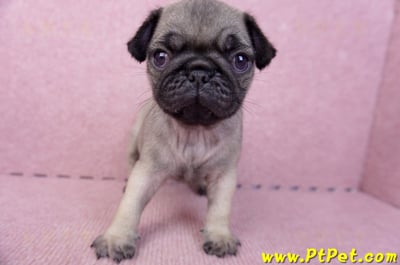 07/09巴哥公幼犬1號(新竹東區)3