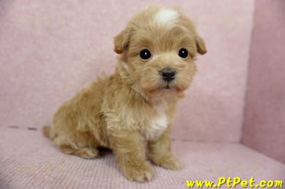 02/14奶油色馬爾泰迪 II 公幼犬(花蓮市)6