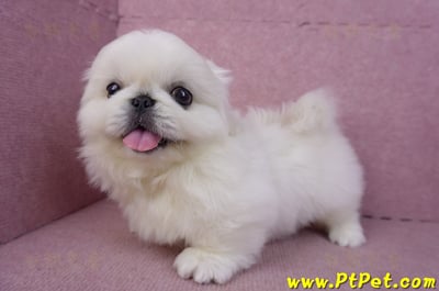 12/17北京狗公幼犬2號(新竹竹北)9