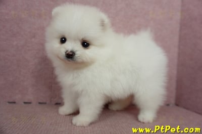 05/22迷你型松鼠白博美母幼犬(屏東高樹)7