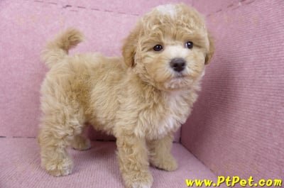 02/18泰迪比熊母幼犬(屏東市)8