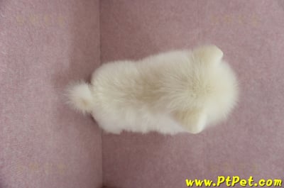 12/15迷你型松鼠白博美公幼犬(台東市)16