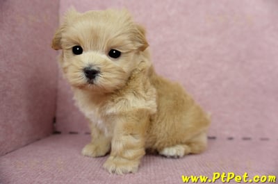 04/23奶油色馬爾泰迪公幼犬(屏東東港)10