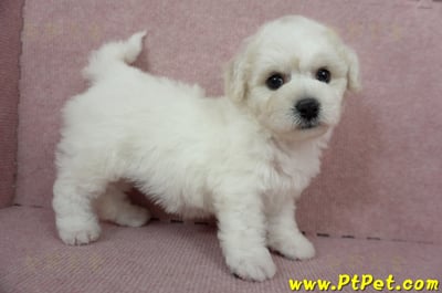 12/01比熊犬母幼犬1號（台北中山）7